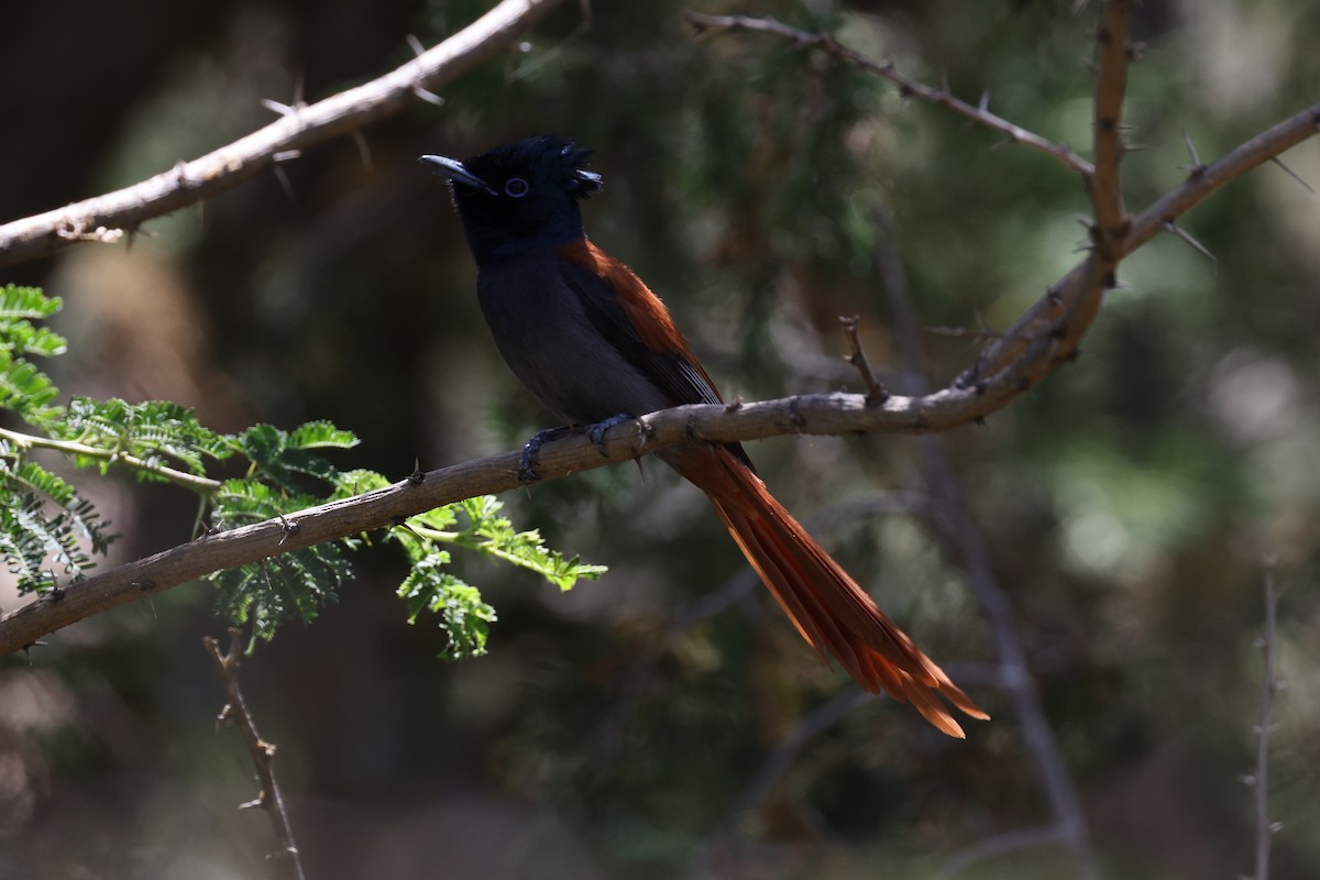 African Paradise-Flycatcher - ML620672359