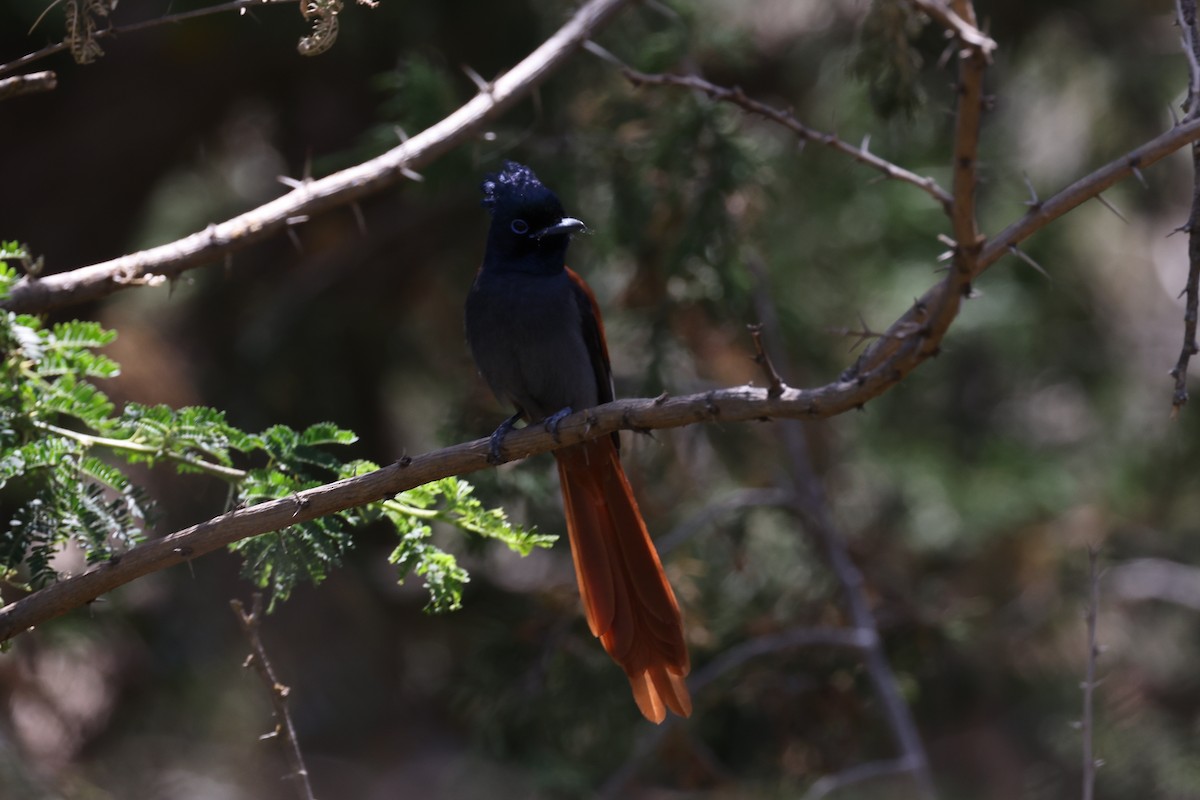 African Paradise-Flycatcher - ML620672360