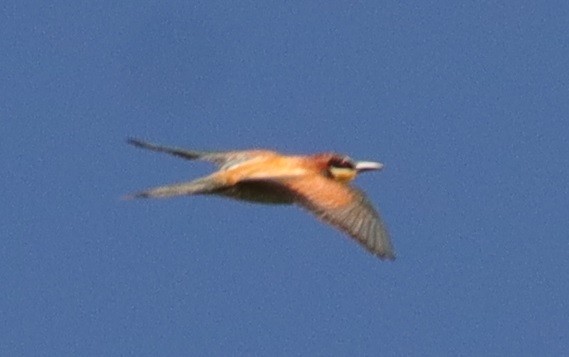 European Bee-eater - ML620672363