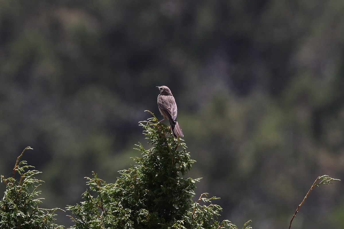 Pipit à long bec - ML620672368