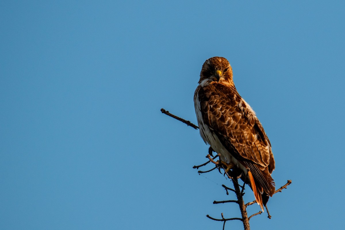 Red-tailed Hawk - ML620672370