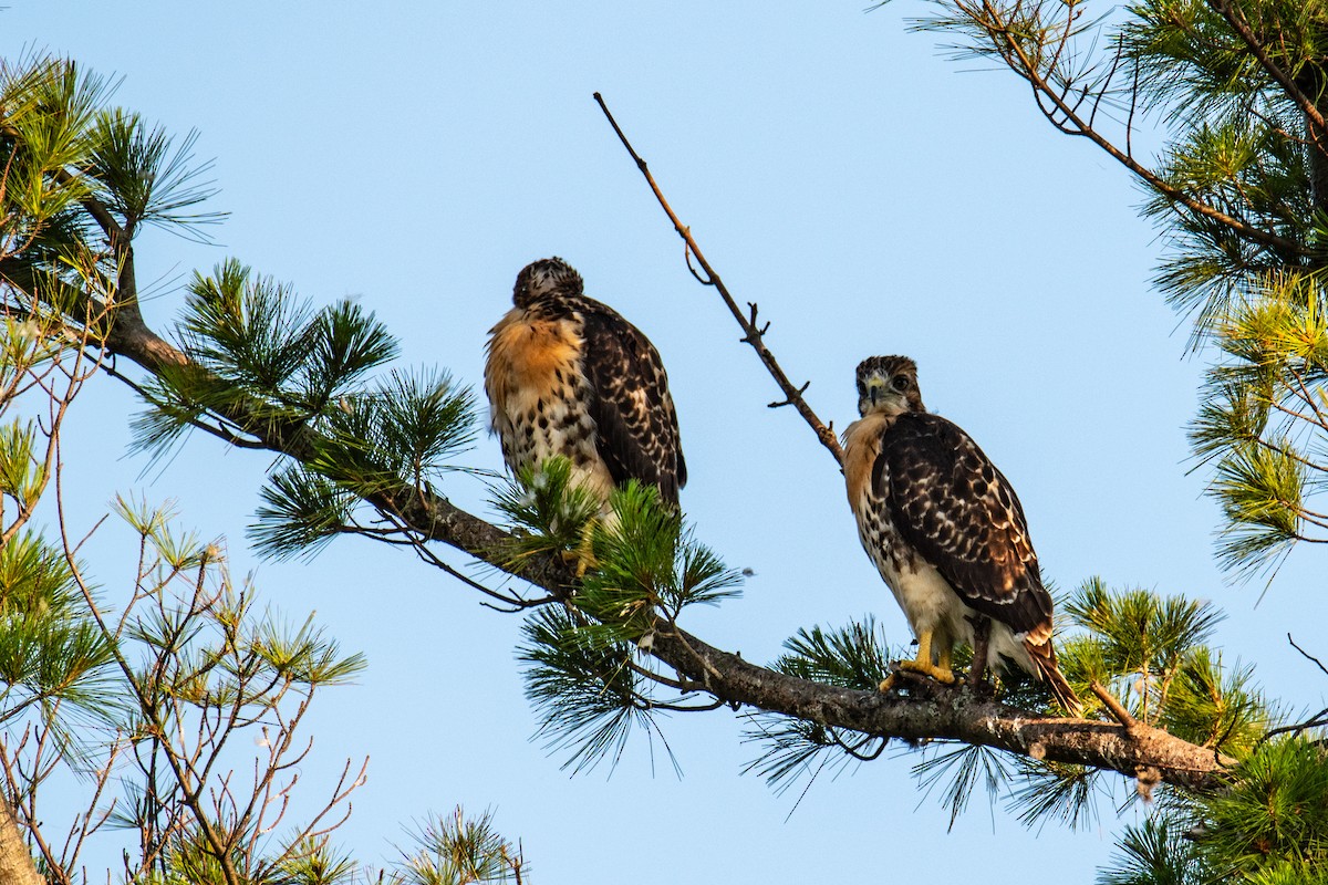 Red-tailed Hawk - ML620672371