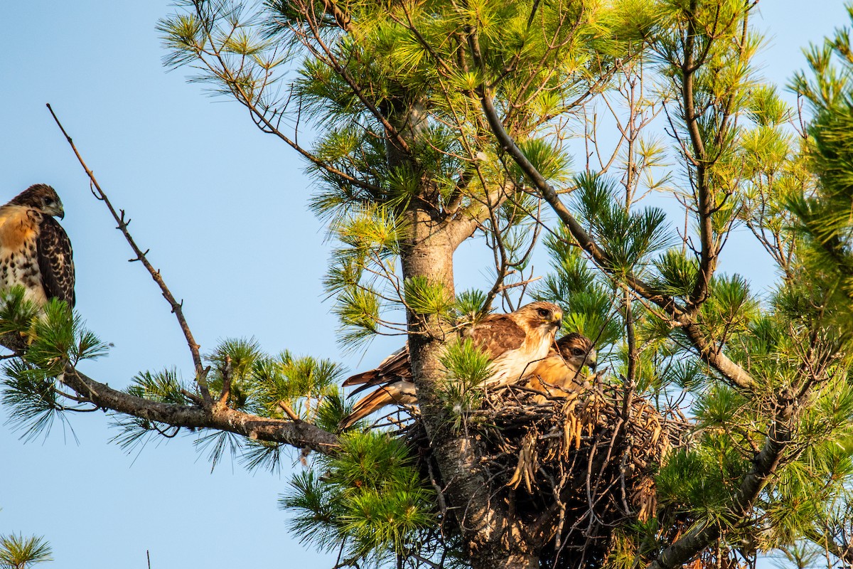 Red-tailed Hawk - ML620672373