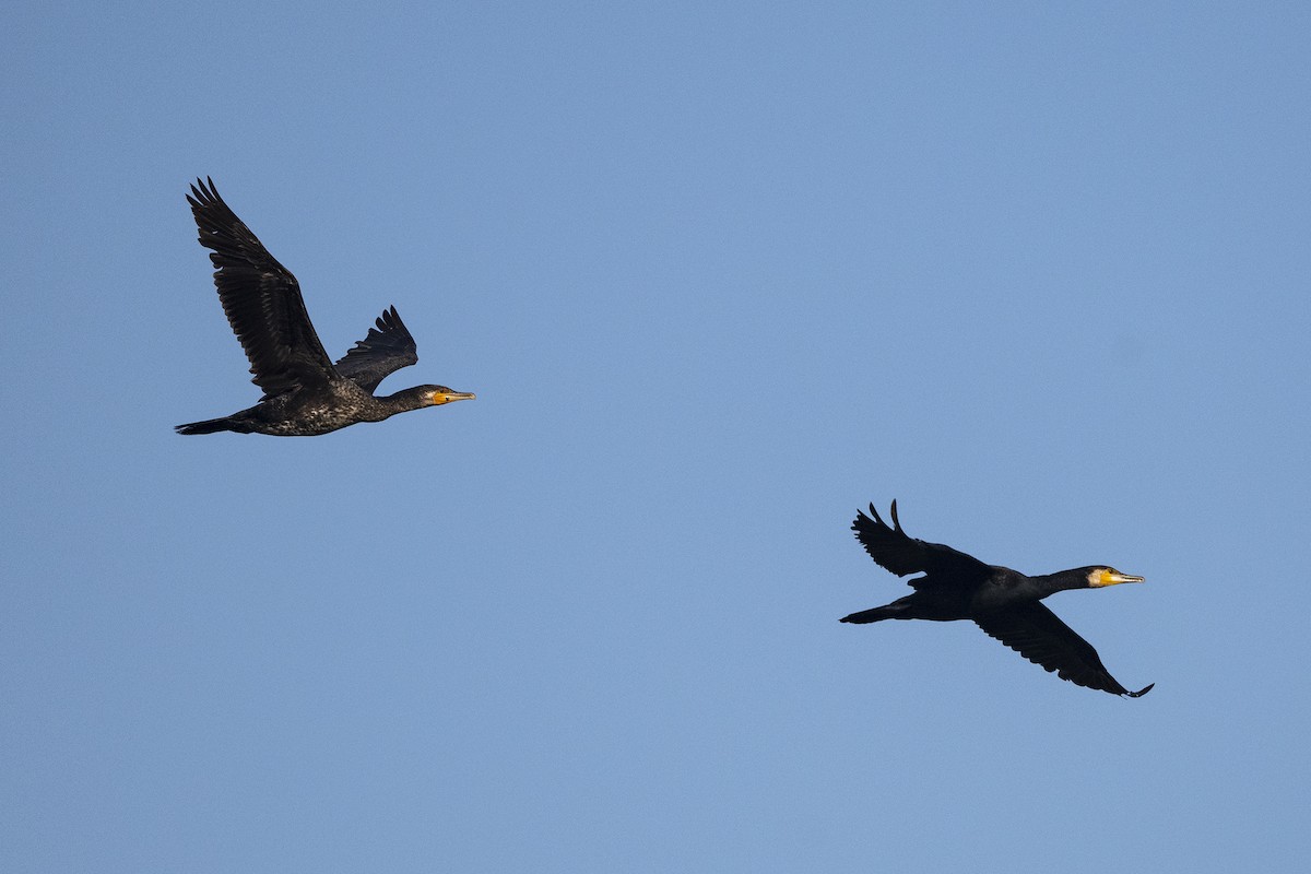 Great Cormorant - ML620672376