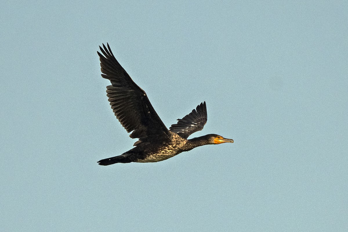 Great Cormorant - ML620672377