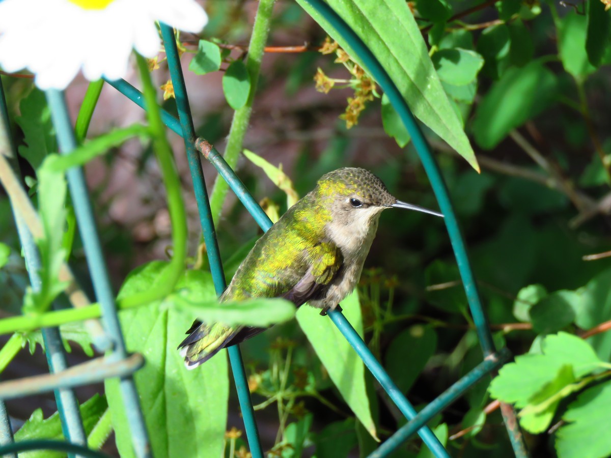 Ruby-throated Hummingbird - ML620672378