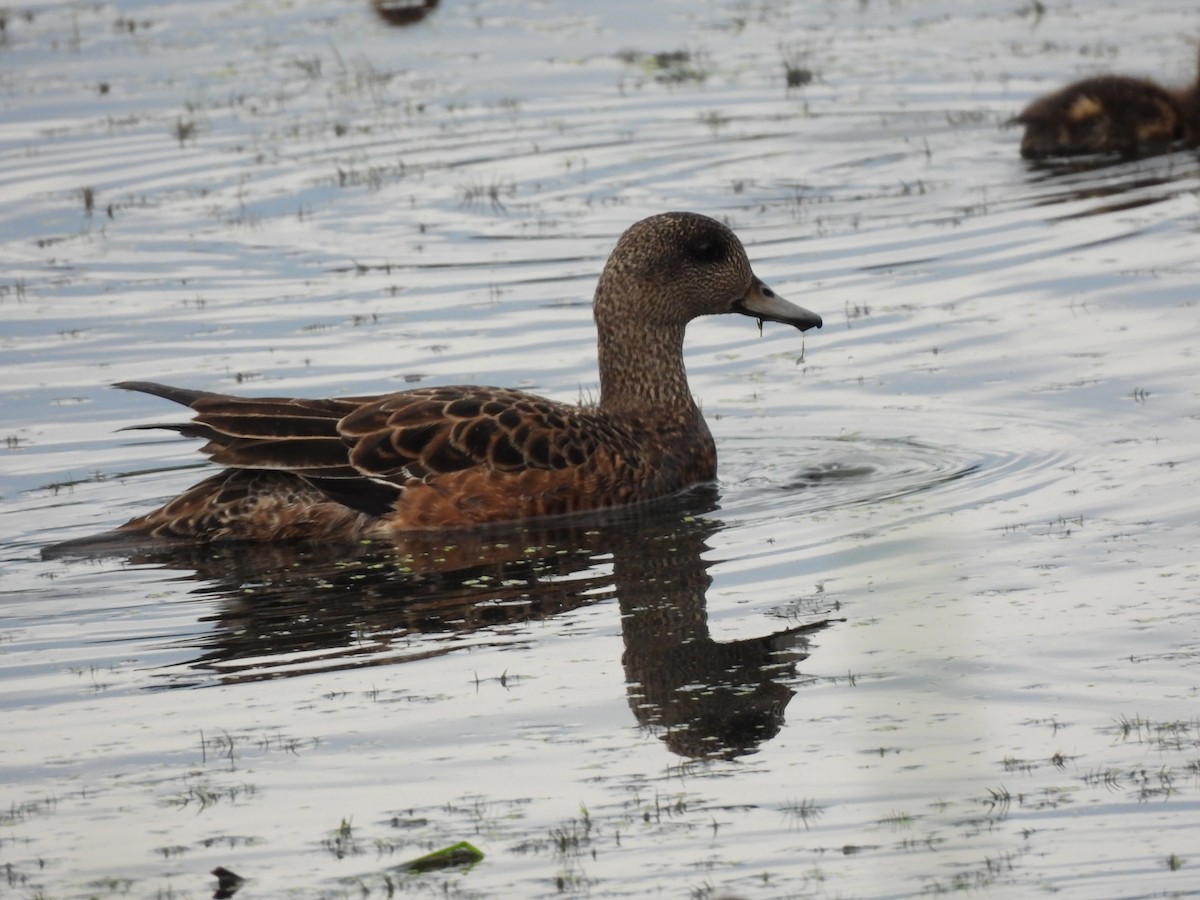 Canard d'Amérique - ML620672379