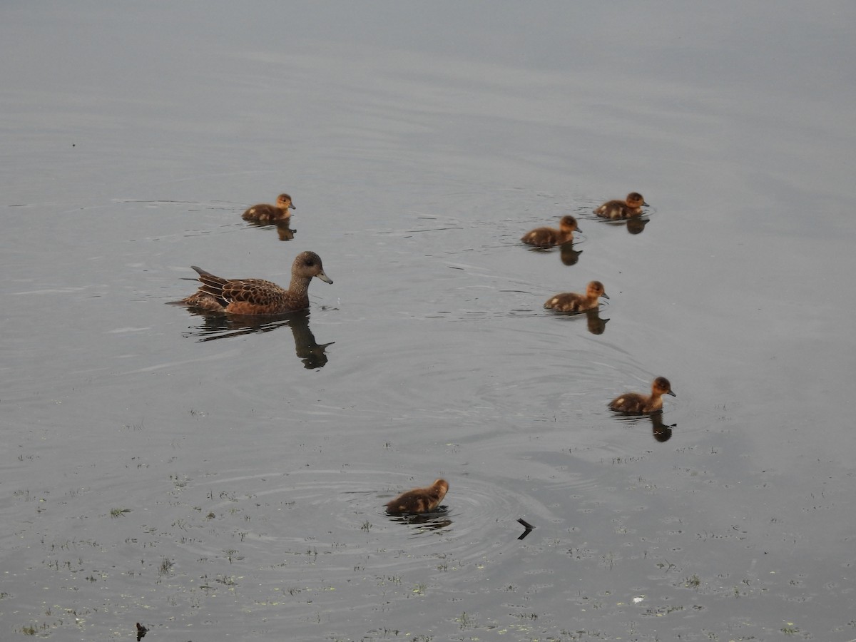 American Wigeon - ML620672382