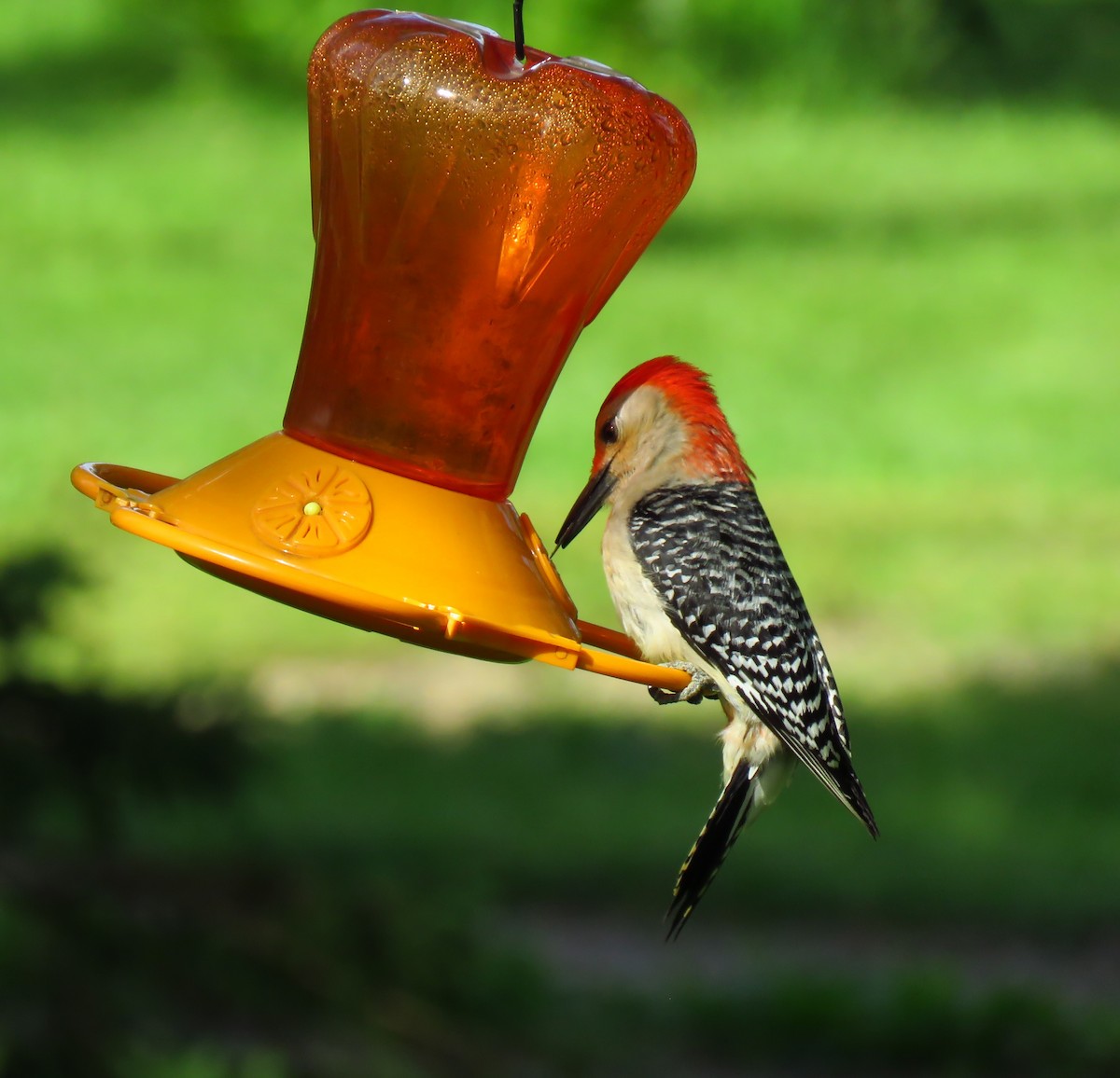 Red-bellied Woodpecker - ML620672383