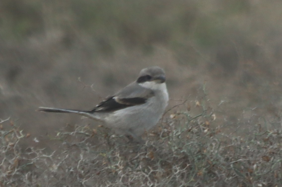 Great Gray Shrike - ML620672384