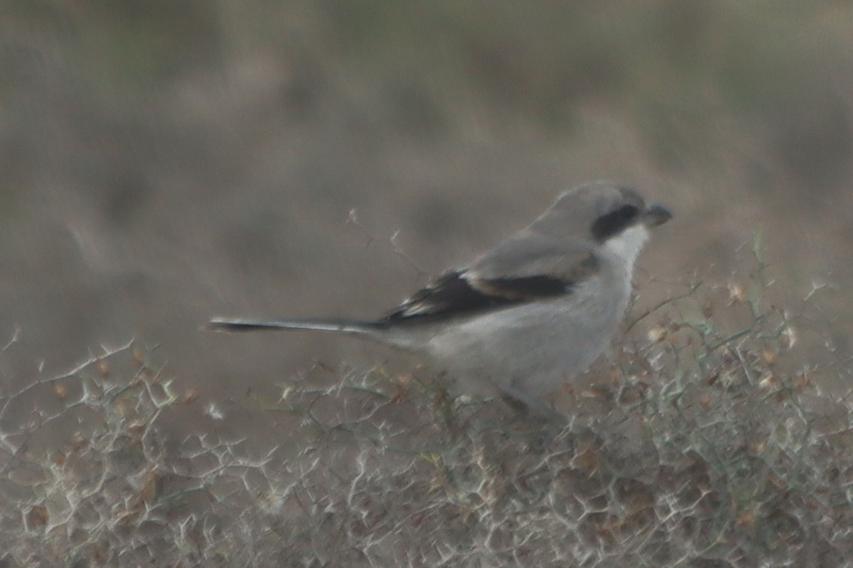 Great Gray Shrike - Gary White