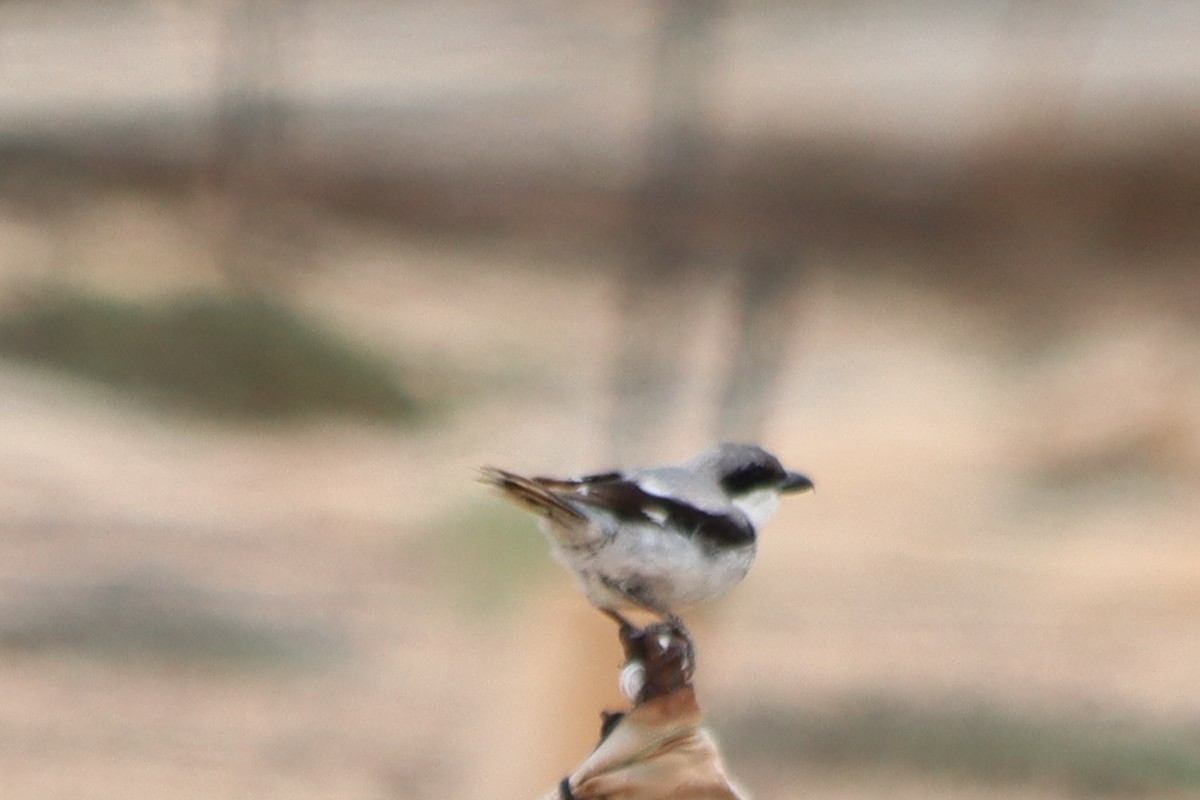 Great Gray Shrike - ML620672388