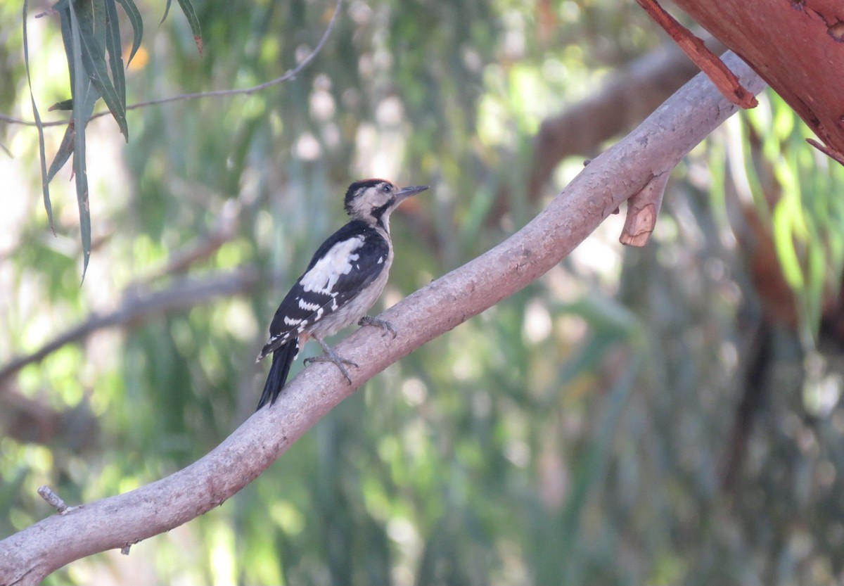 Syrian Woodpecker - ML620672389