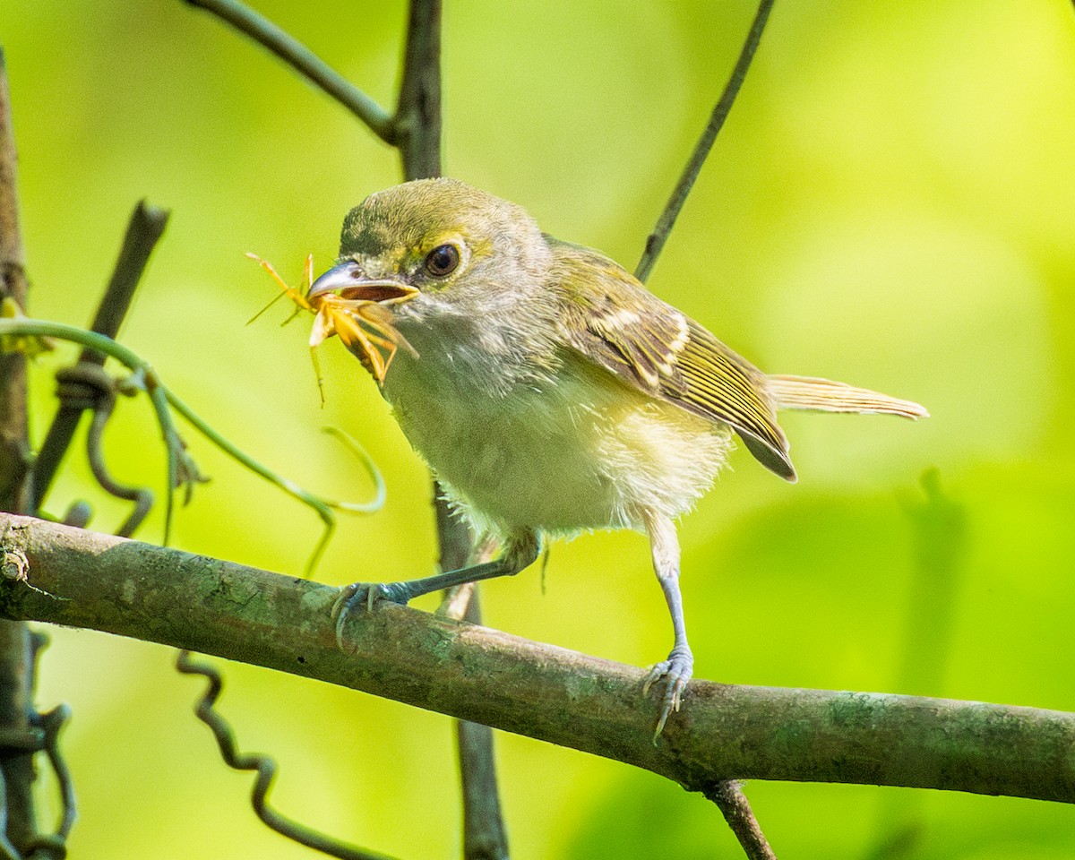 Ak Gözlü Vireo - ML620672390