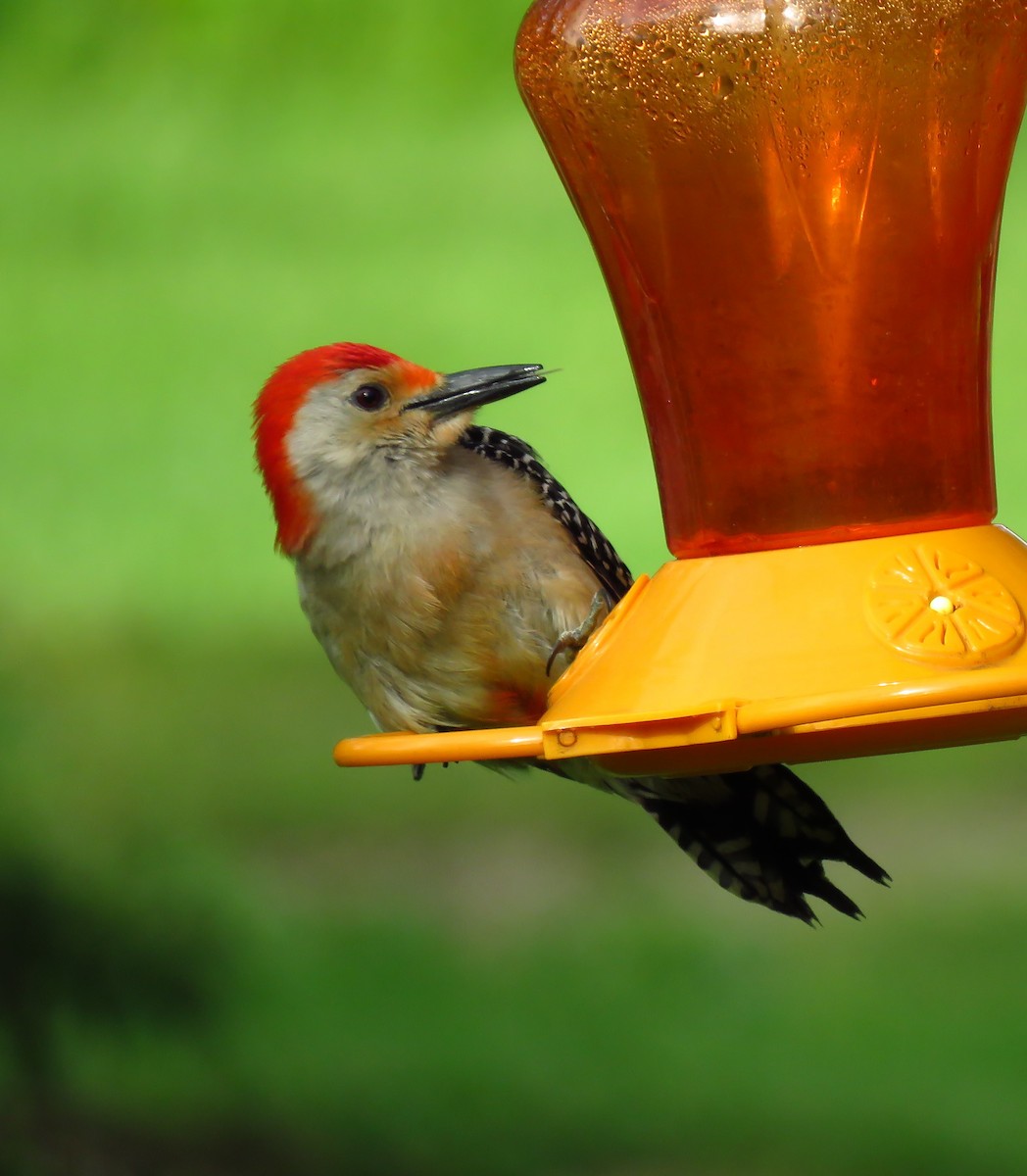 Red-bellied Woodpecker - ML620672391