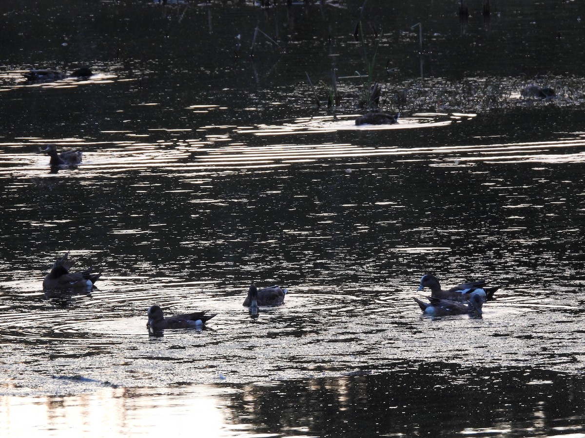 American Wigeon - ML620672392