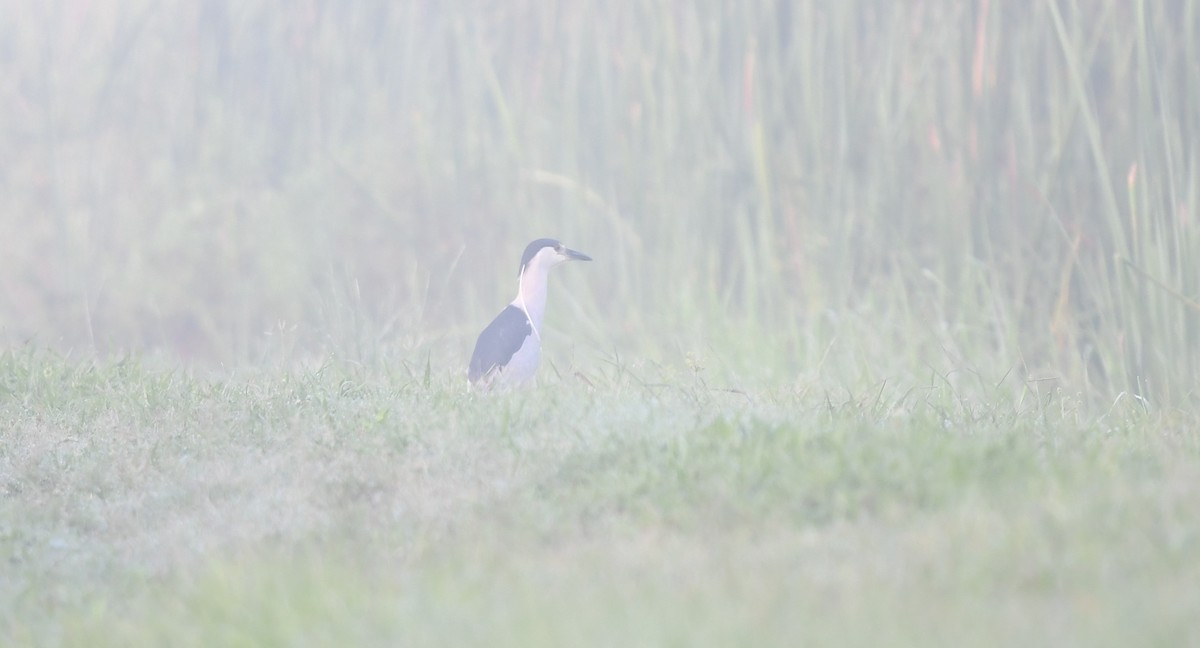 Black-crowned Night Heron - ML620672393