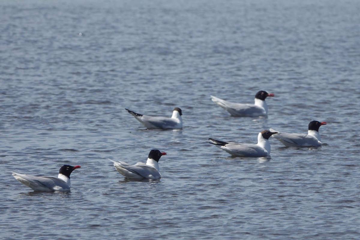 Mouette mélanocéphale - ML620672395