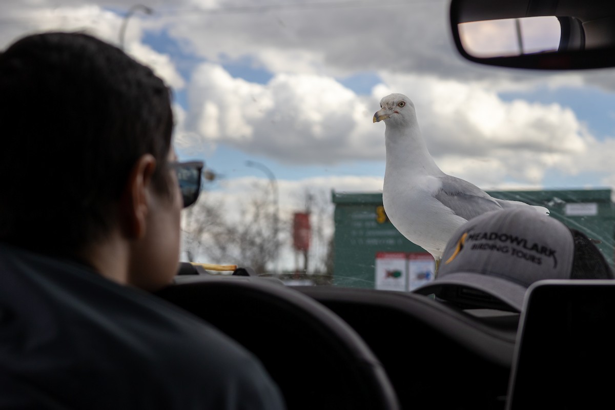 Ring-billed Gull - ML620672399