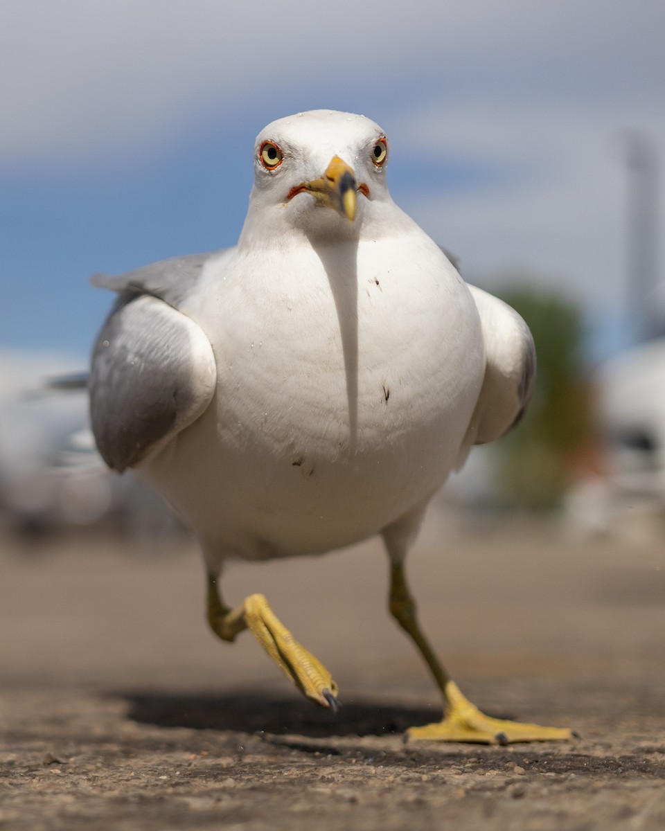 Ring-billed Gull - ML620672400