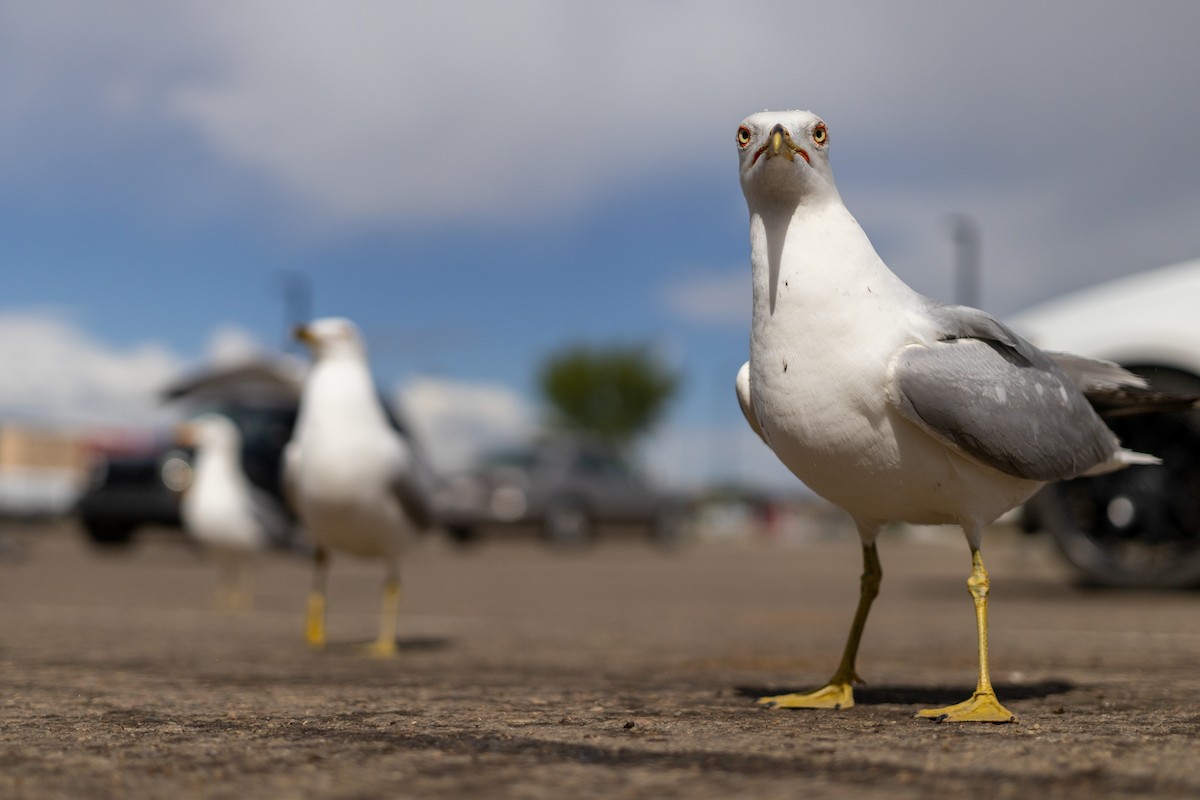 Ring-billed Gull - ML620672402