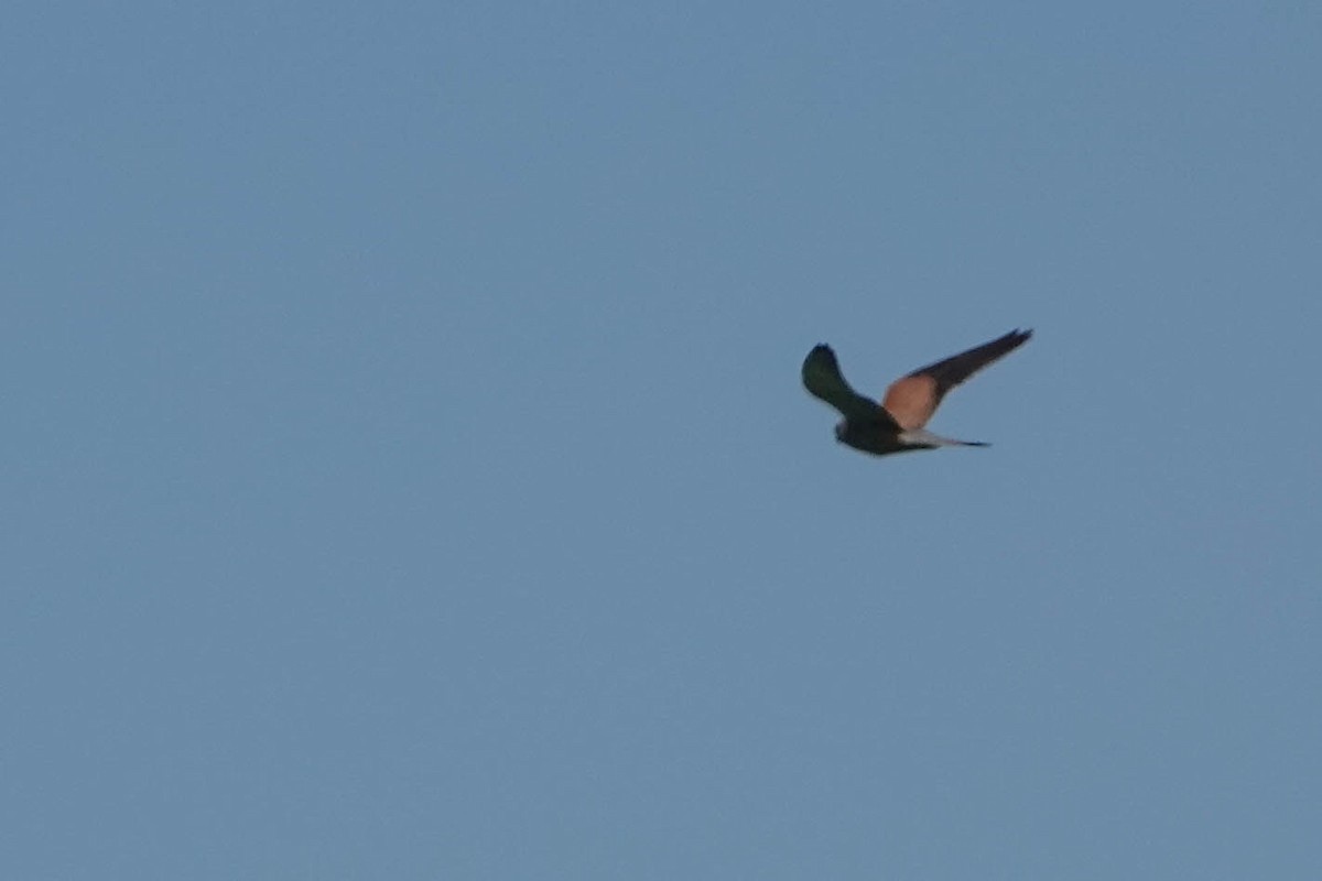 Eurasian Kestrel - Robert Wright