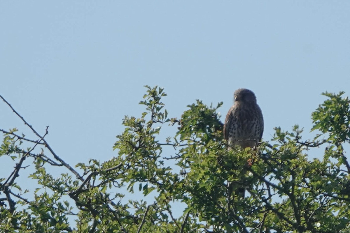 Eurasian Kestrel - ML620672405