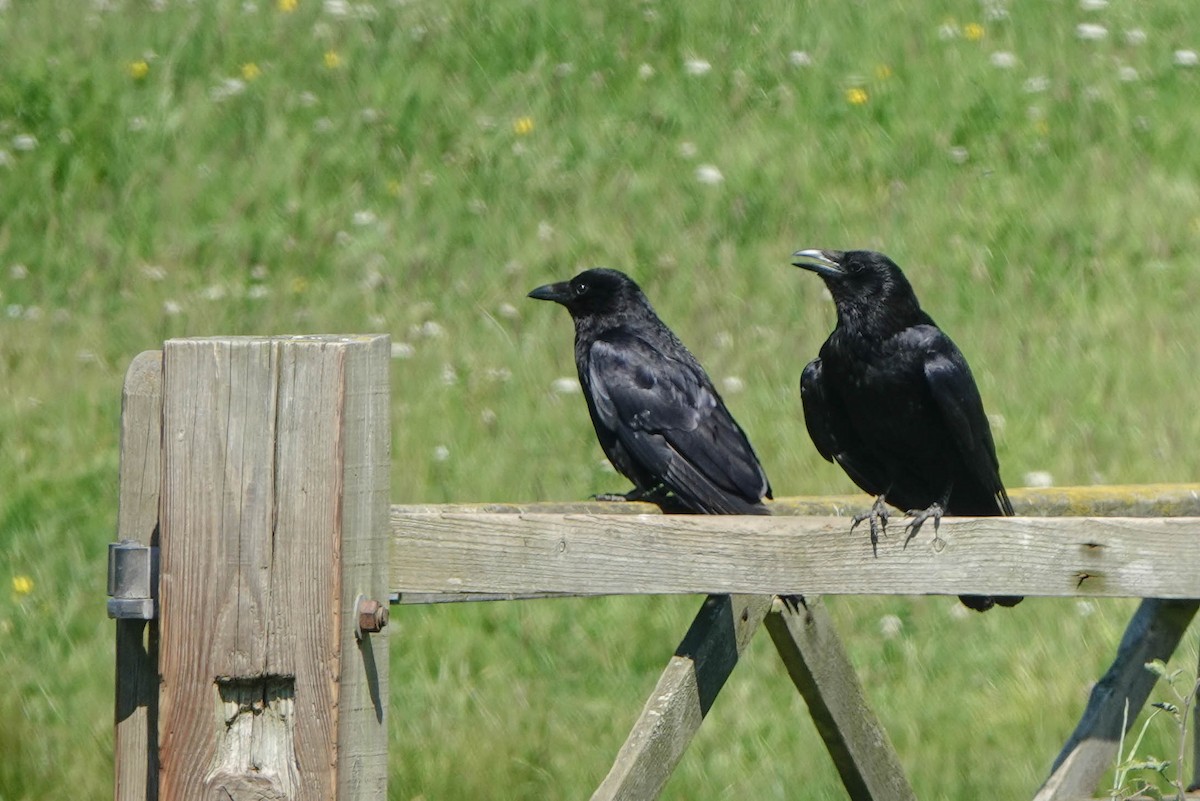 Carrion Crow - ML620672406