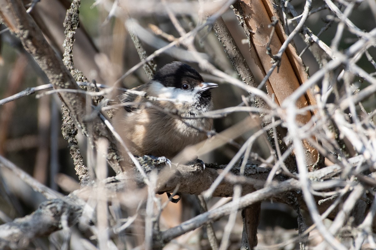 Willow Tit (Songar) - ML620672407