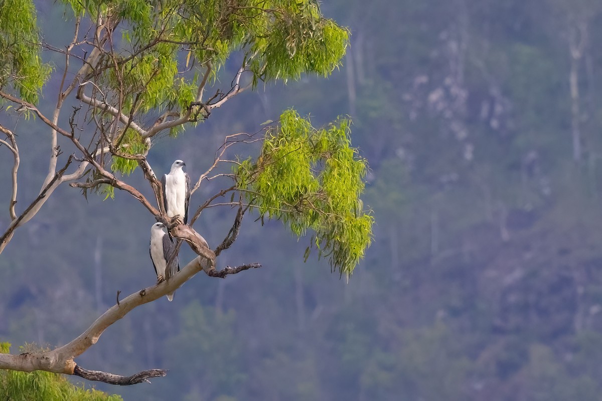 White-bellied Sea-Eagle - ML620672412