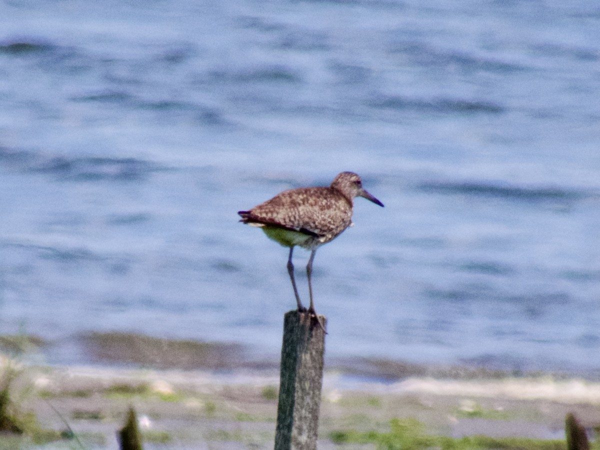 Willet - ML620672414