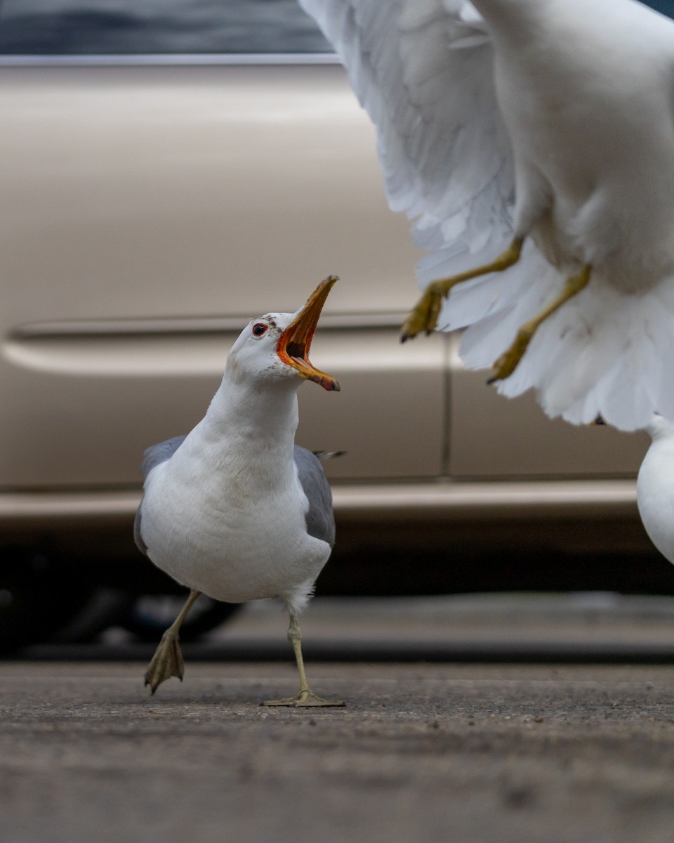 California Gull - ML620672415