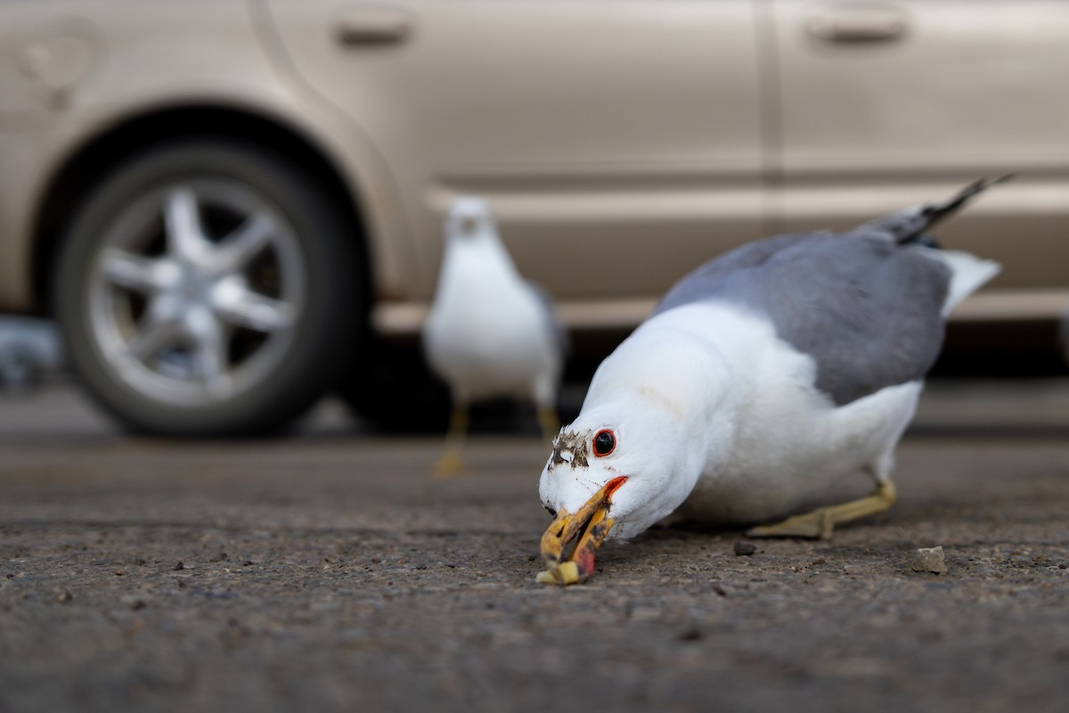 California Gull - ML620672416