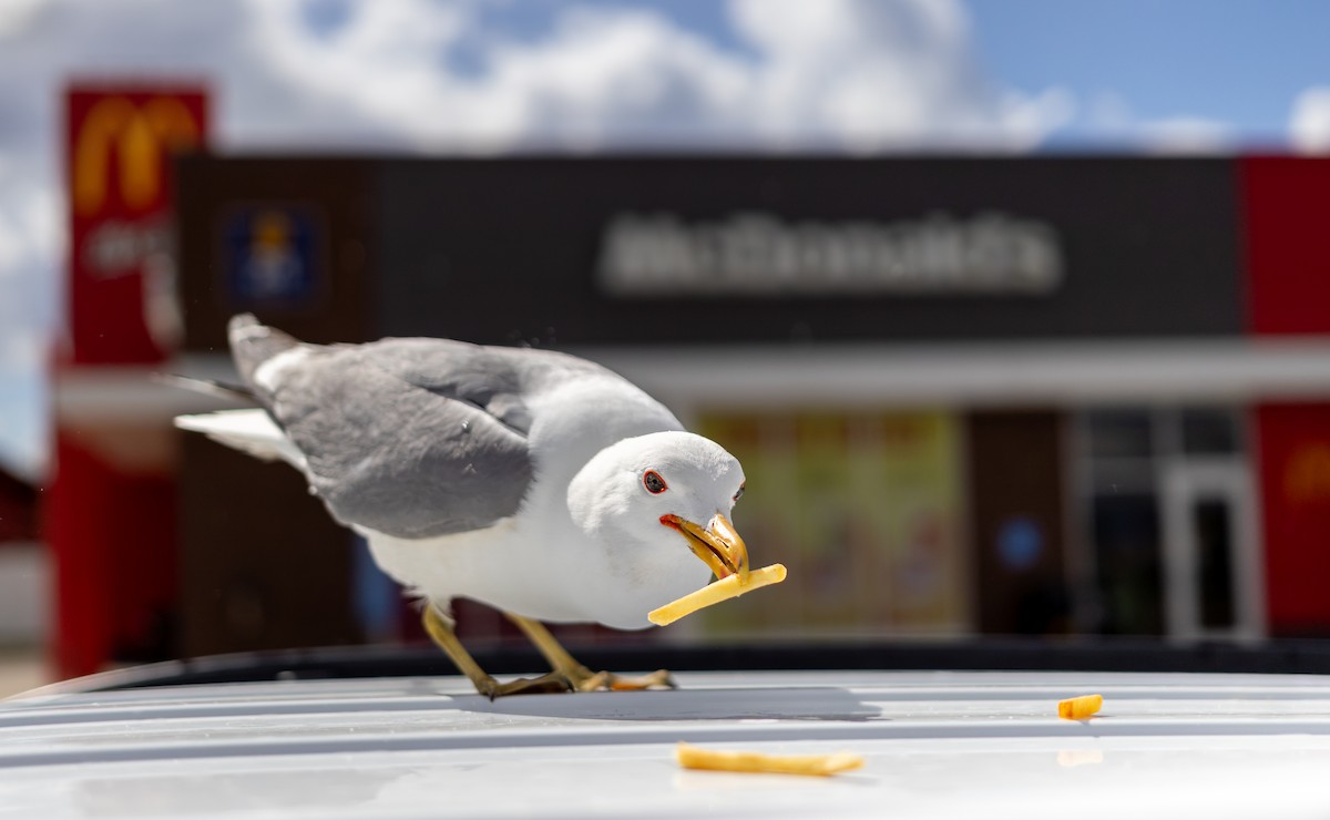 California Gull - ML620672417