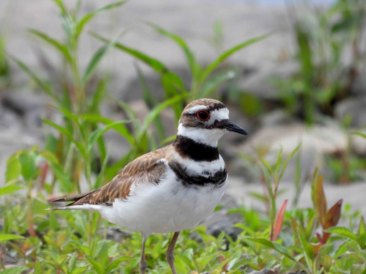 Killdeer - ML620672423