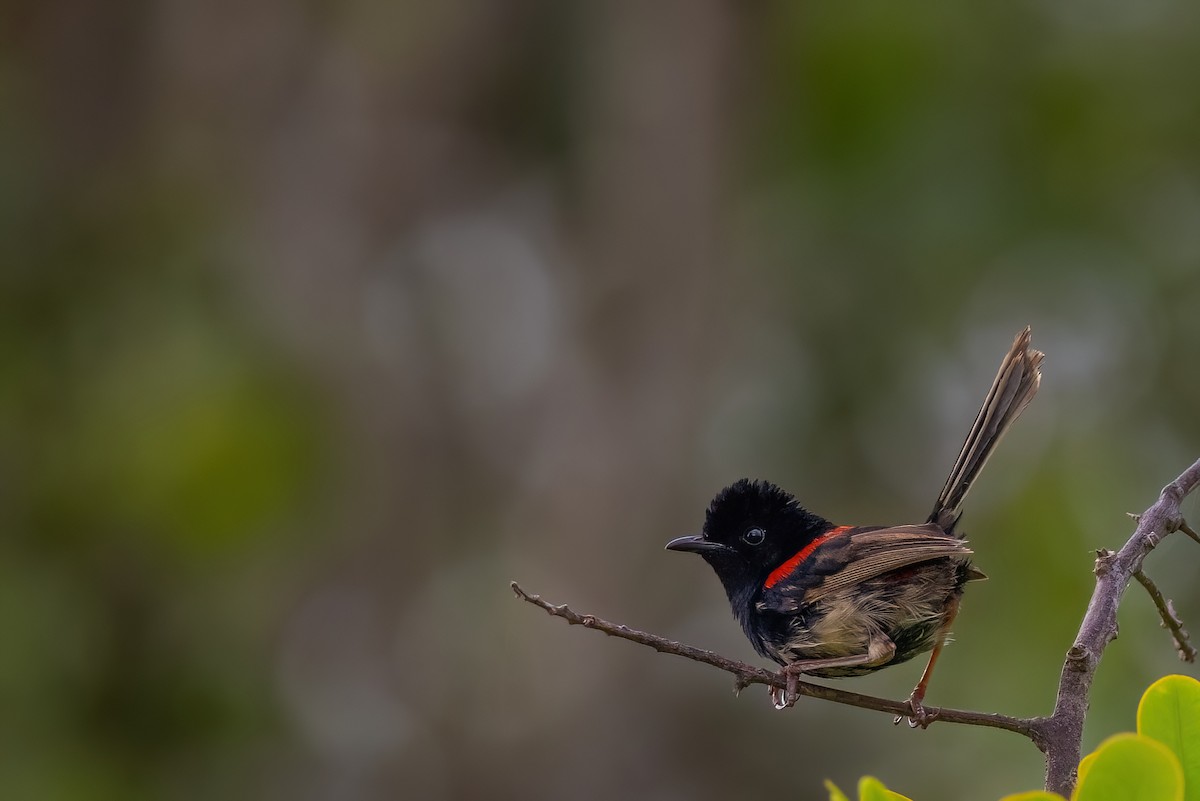 Red-backed Fairywren - ML620672426