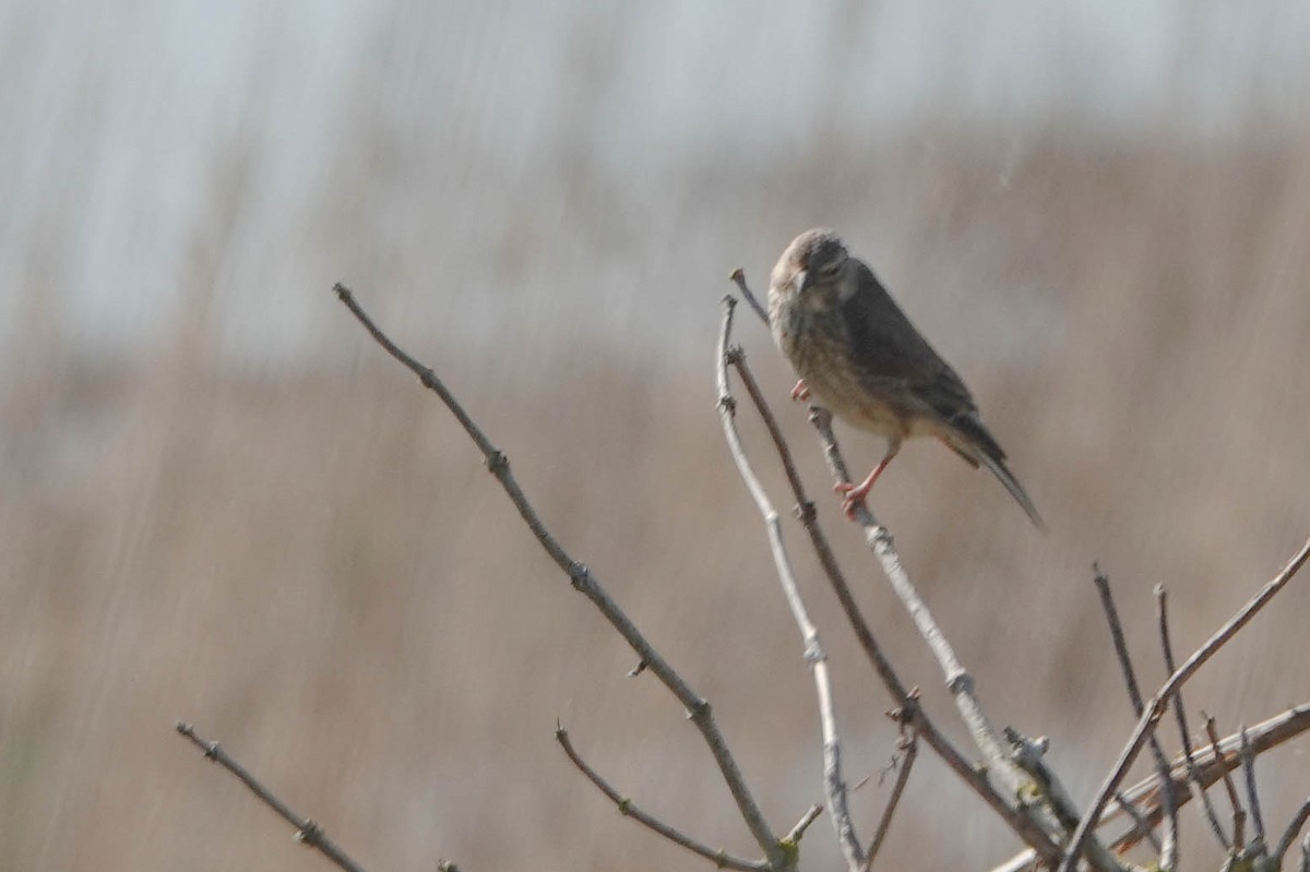 Eurasian Linnet - ML620672427