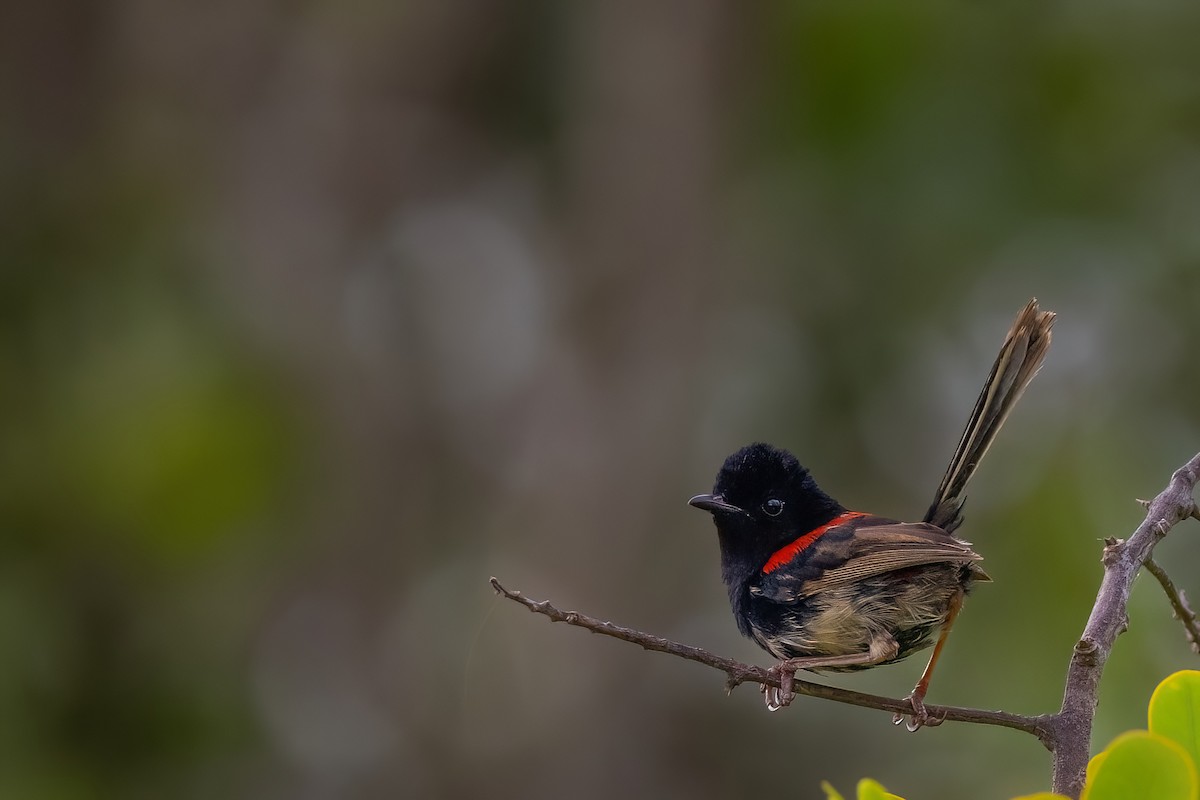 Red-backed Fairywren - ML620672428