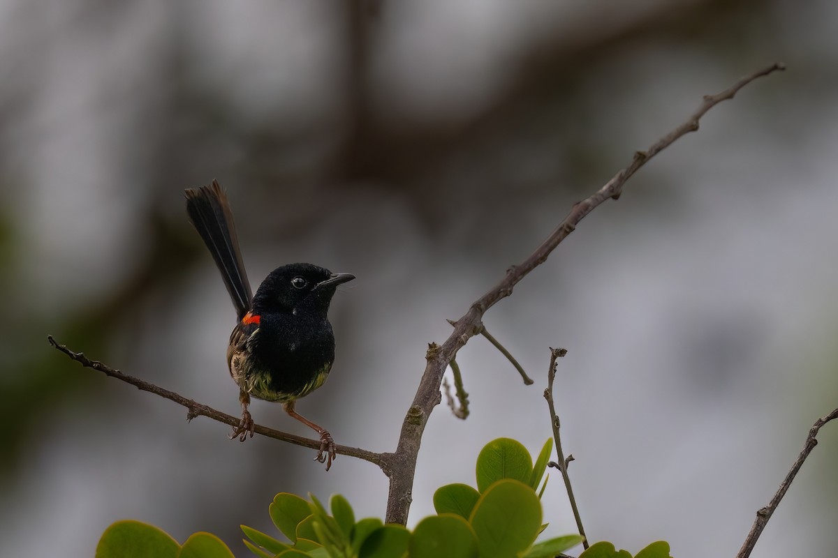 Red-backed Fairywren - ML620672429