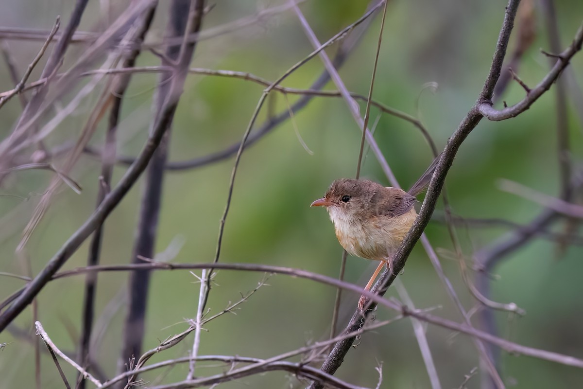 Red-backed Fairywren - ML620672430