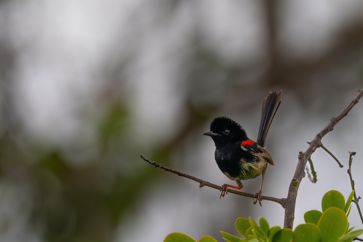 Red-backed Fairywren - ML620672431