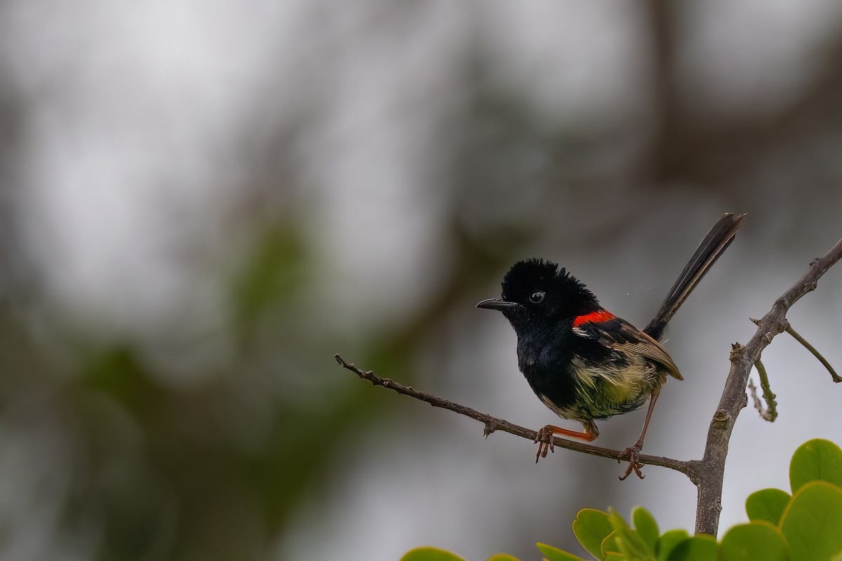 Red-backed Fairywren - ML620672432