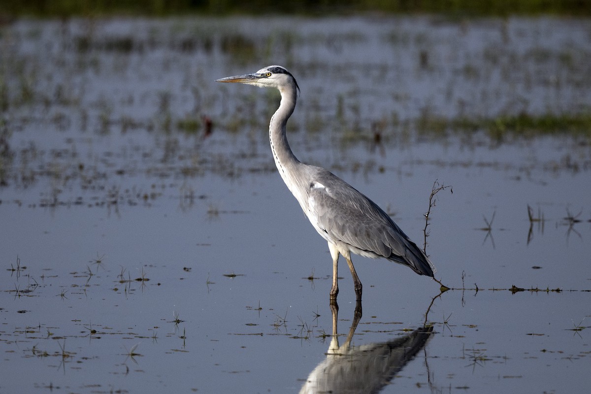 Gray Heron - ML620672434