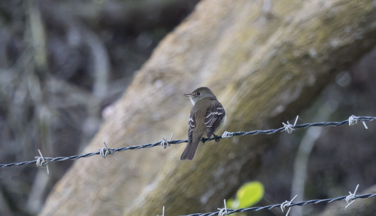 Alder/Willow Flycatcher (Traill's Flycatcher) - ML620672435