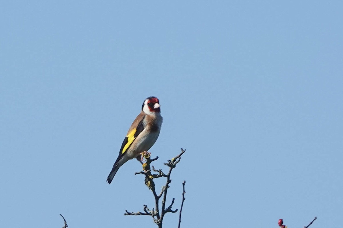 Chardonneret élégant - ML620672437