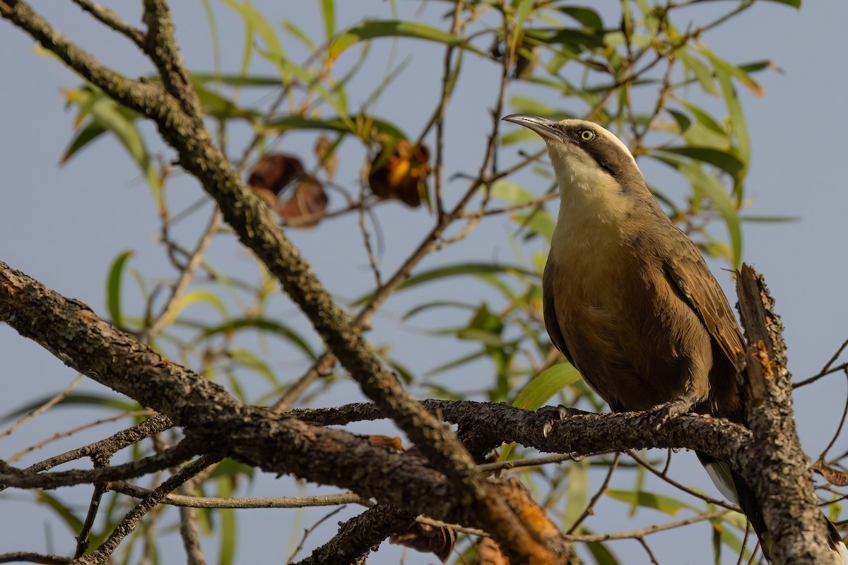 Gray-crowned Babbler - ML620672440