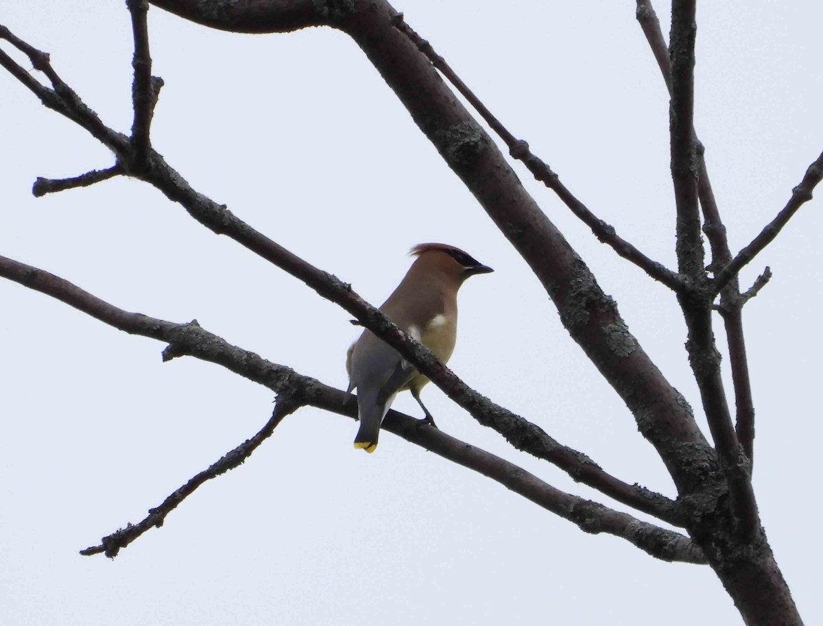 Cedar Waxwing - ML620672450