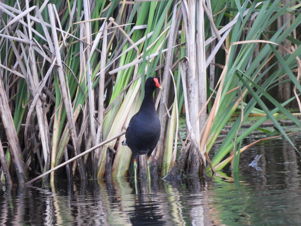 Gallinule d'Amérique - ML620672451