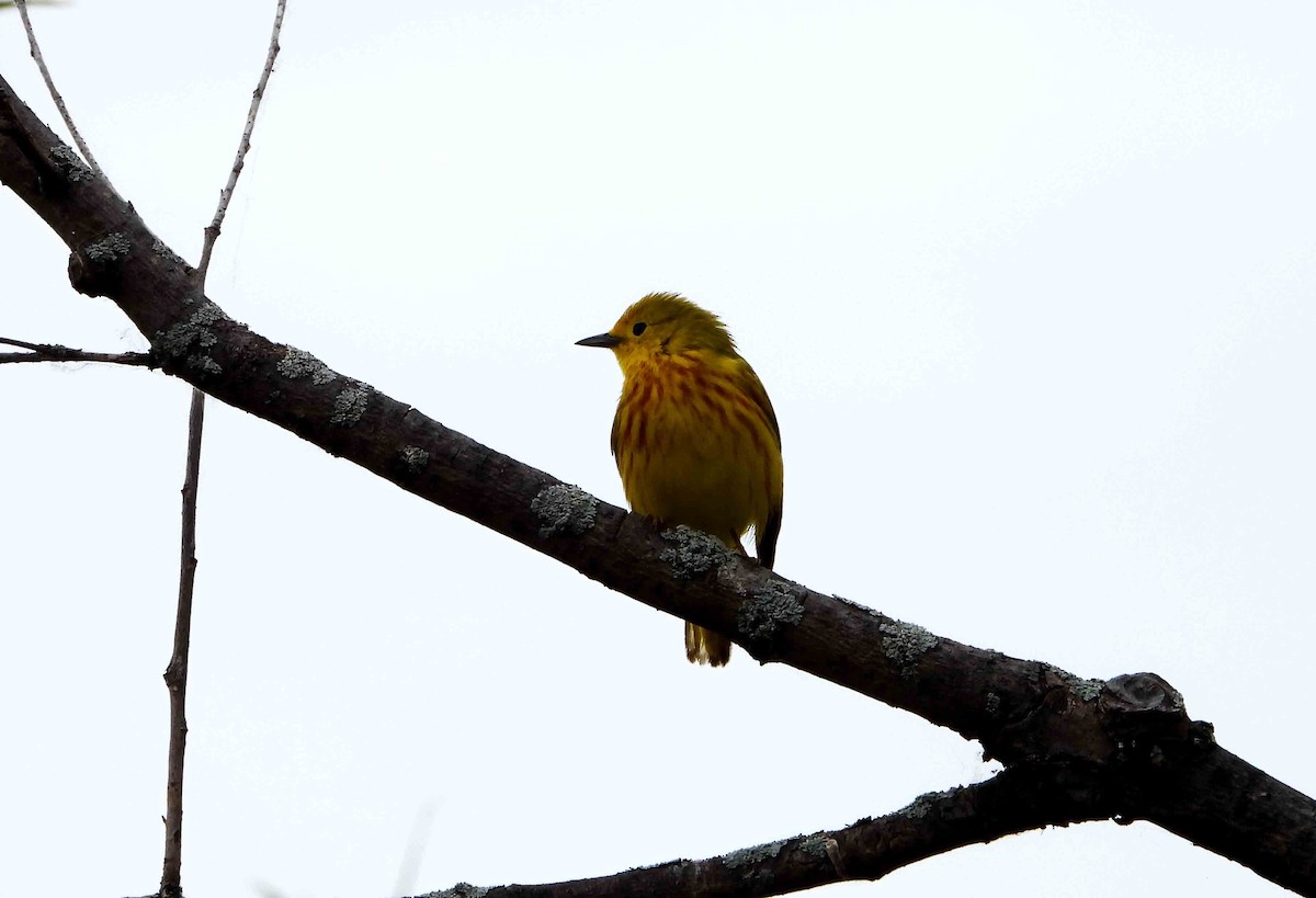 Yellow Warbler - Marc Belliard