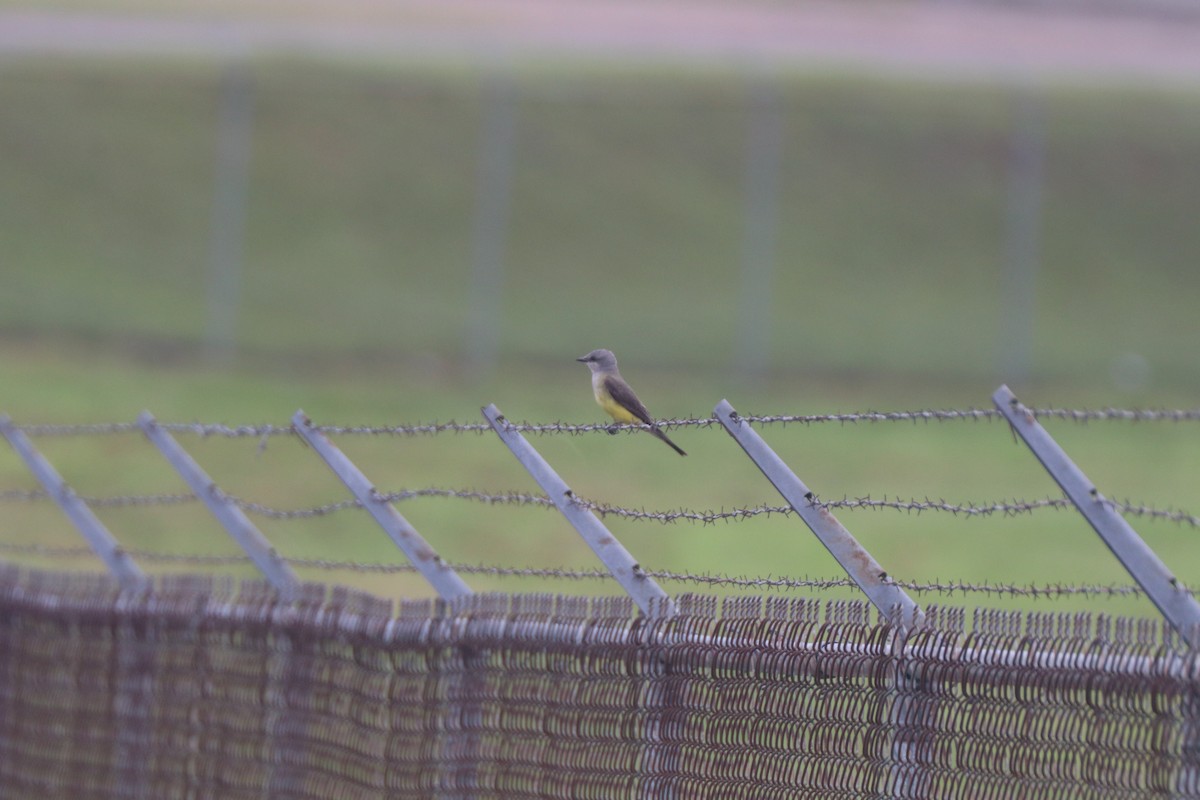 Western Kingbird - ML620672458